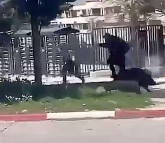 Wildschwein verursacht Aufregung in einer Marseiller Schule Wildschwein_Schule_Marseille