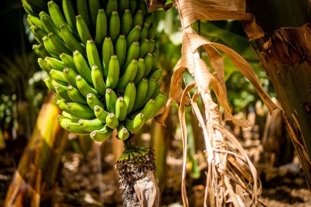 Bananen_Plantage