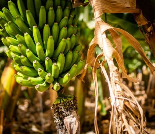 Chlordecon-Skandal: Verantwortung des französischen Staates von der Nationalversammlung anerkannt Bananen_Plantage