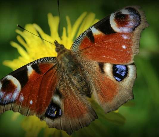 Editorial: Artenschutz im Fokus – Ein gemeinsamer Weg für Frankreich und Deutschland Schmetterling