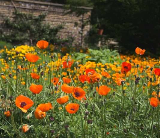 Editorial: Eine Ode an das Übersehene – zum Ehrentag des Unkrauts Blüten_Unkraut