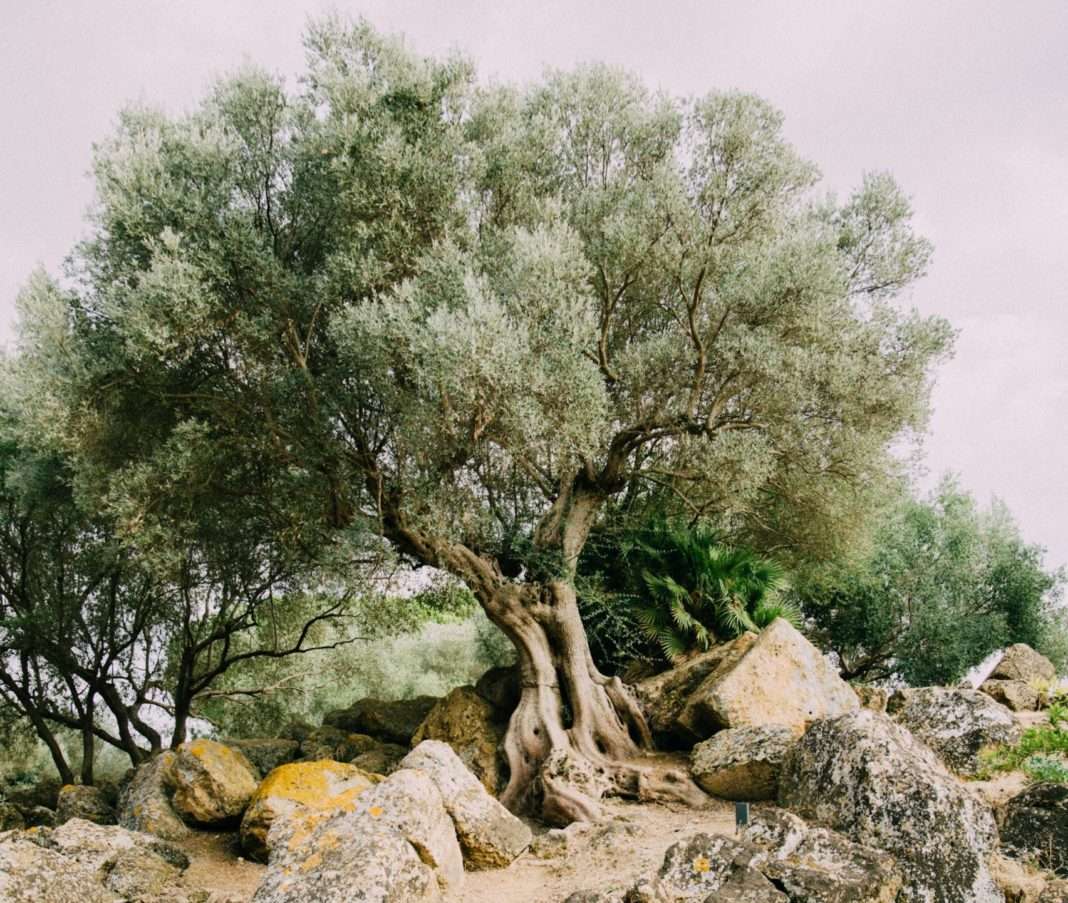 Olivenbaum