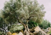 Der Olivenbaum: Ein Mythos des Mittelmeerraums und sein wirtschaftlicher Wert Olivenbaum