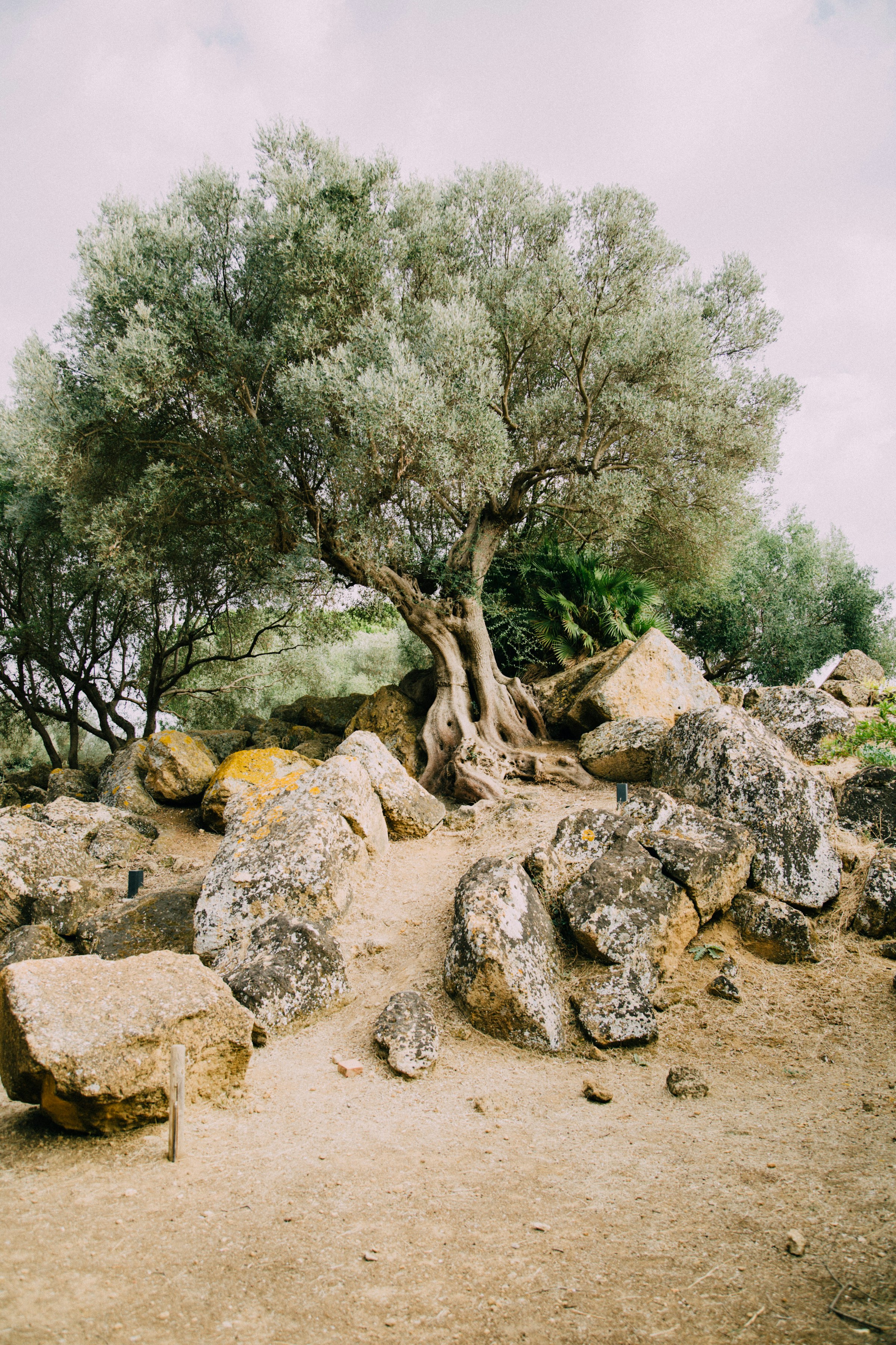 Wenn der eigene Baum zur Ölmühle wird – Der kleine Ölwundertrip durch Südfrankreich