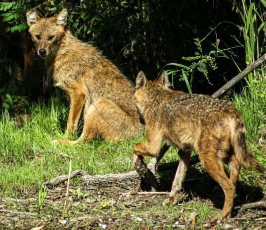Pyrénäen: Sichtung eines Goldschakals in Spanien – ist das ein Grund zur Sorge? Goldschakal