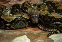 Die größte Anaconda Frankreichs: Ein 6-Meter-Riese erobert das Béarn Anaconda