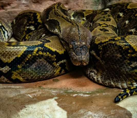 Die größte Anaconda Frankreichs: Ein 6-Meter-Riese erobert das Béarn Anaconda