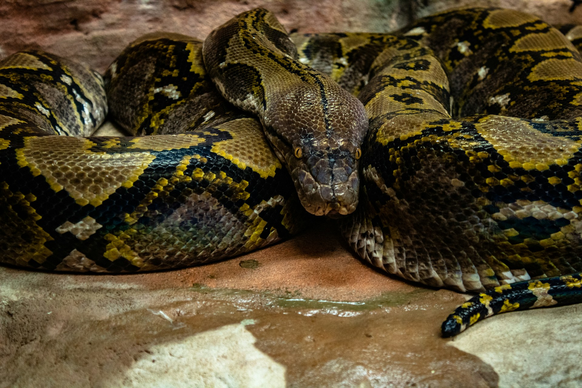 Die größte Anaconda Frankreichs: Ein 6-Meter-Riese erobert das Béarn