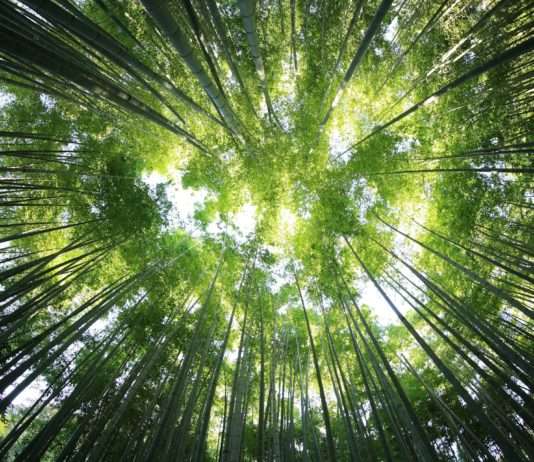 Der Zauber der Bambouseraie d’Anduze: Ein grünes Wunderland im Herzen des Gard Bambouseraie-d-Anduze