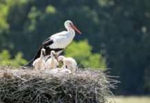 Elsass: Die Störche kehren zurück Stoerche_Elsass