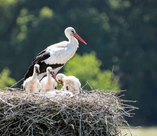 Elsass: Die Störche kehren zurück Stoerche_Elsass