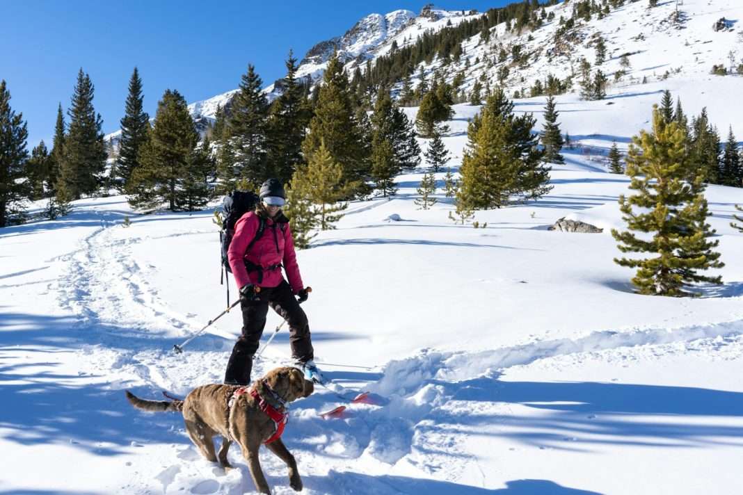 Skifahrer_Hund