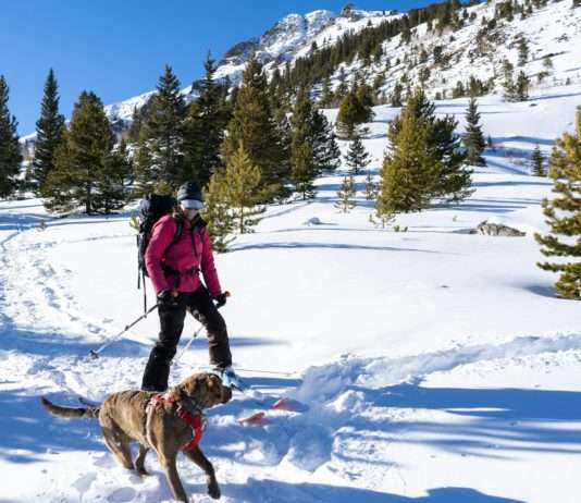 Hautes-Alpes: Schlittenhunde als Urlaubsbegleiter Skifahrer_Hund