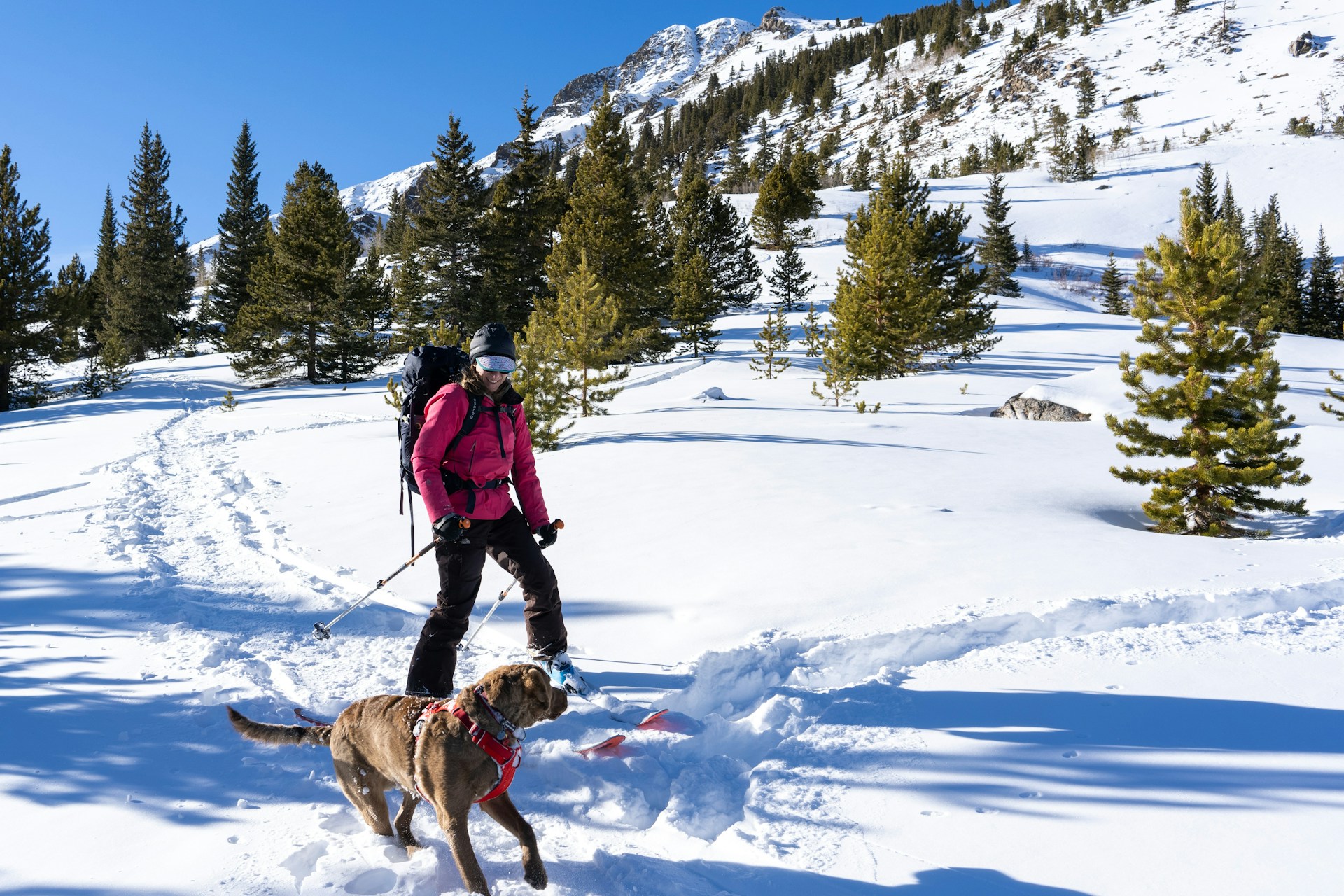 Hautes-Alpes: Schlittenhunde als Urlaubsbegleiter