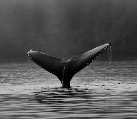 Majestätische Begegnung: Zehn Meter langer Buckelwal in Hafen an der Côtes d’Armor gesichtet Buckelwal
