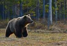 Pyrenäen: Ein Hoffnungsschimmer für die Bärenpopulation Braunbär