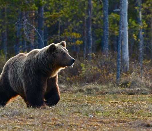 Pyrenäen: Ein Hoffnungsschimmer für die Bärenpopulation Braunbär