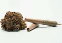 Drogenlager am Hafen: Polizei entdeckt fast zwei Tonnen Cannabis in Le Havre Cannabis