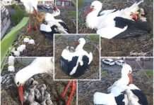 Die Storchenstars von Sarralbe: Ein Dorf und seine gefiederten Internetberühmtheiten Störche_Sarralbe