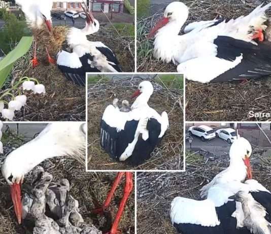 Die Storchenstars von Sarralbe: Ein Dorf und seine gefiederten Internetberühmtheiten Störche_Sarralbe