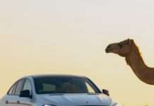 Yvan, ein Kamel-Rentner, macht einen Ausflug in die Stadt Camel_Strasse