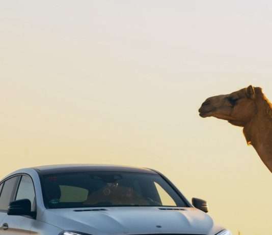 Yvan, ein Kamel-Rentner, macht einen Ausflug in die Stadt Camel_Strasse