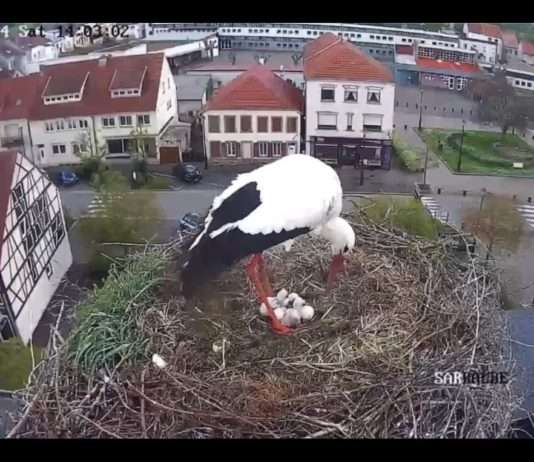Ein kleines Wunder am Himmel von Sarralbe Storchenbabys_Sarralbe_ScreenFB
