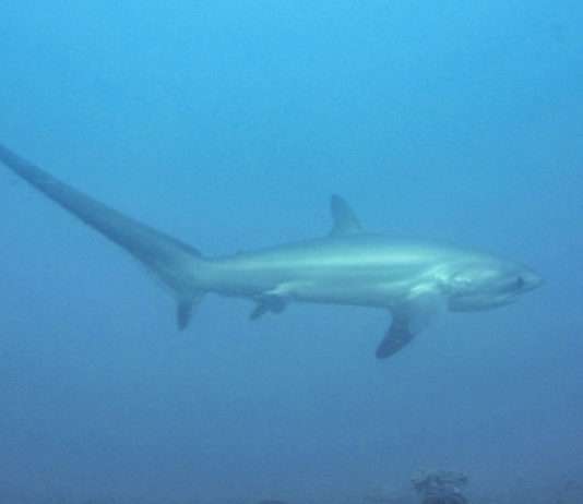 Überraschungsfang in der Bretagne: Ein 100-Kilo-Fuchshai im Netz Threshershark