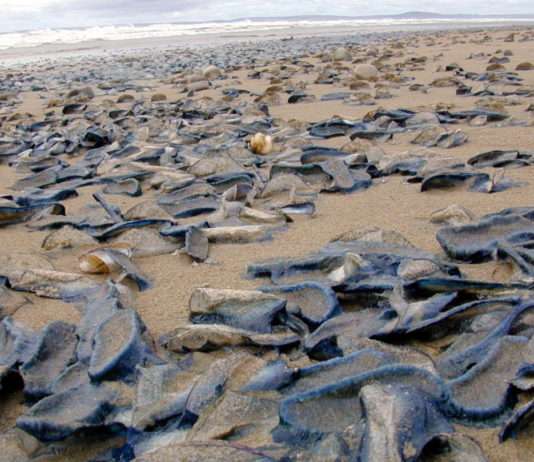 Marseille konfrontiert mit dem unerwarteten Ansturm von Velellen Velella_on_beach