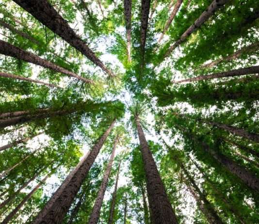 Wurzeln unserer Zukunft – Der Internationale Tag des Baumes Bäume