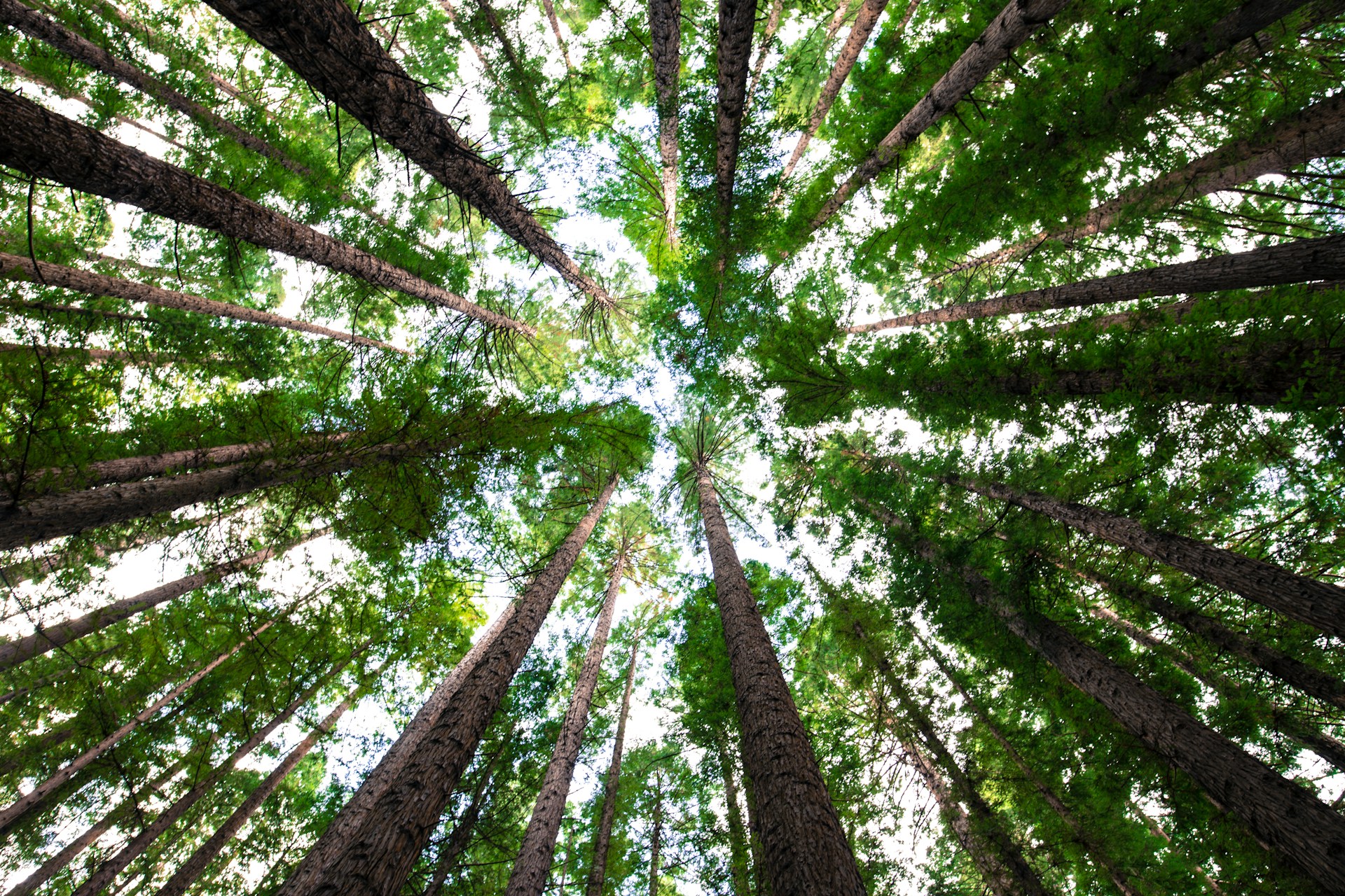 Wurzeln unserer Zukunft – Der Internationale Tag des Baumes
