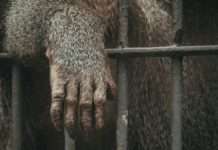 Editorial: Warum der Internationale Tag zur Abschaffung der Tierversuche zum Umdenken einlädt Tierversuche