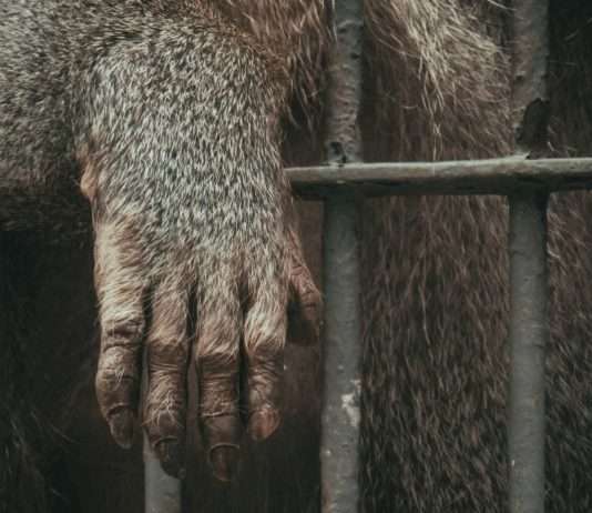 Editorial: Warum der Internationale Tag zur Abschaffung der Tierversuche zum Umdenken einlädt Tierversuche