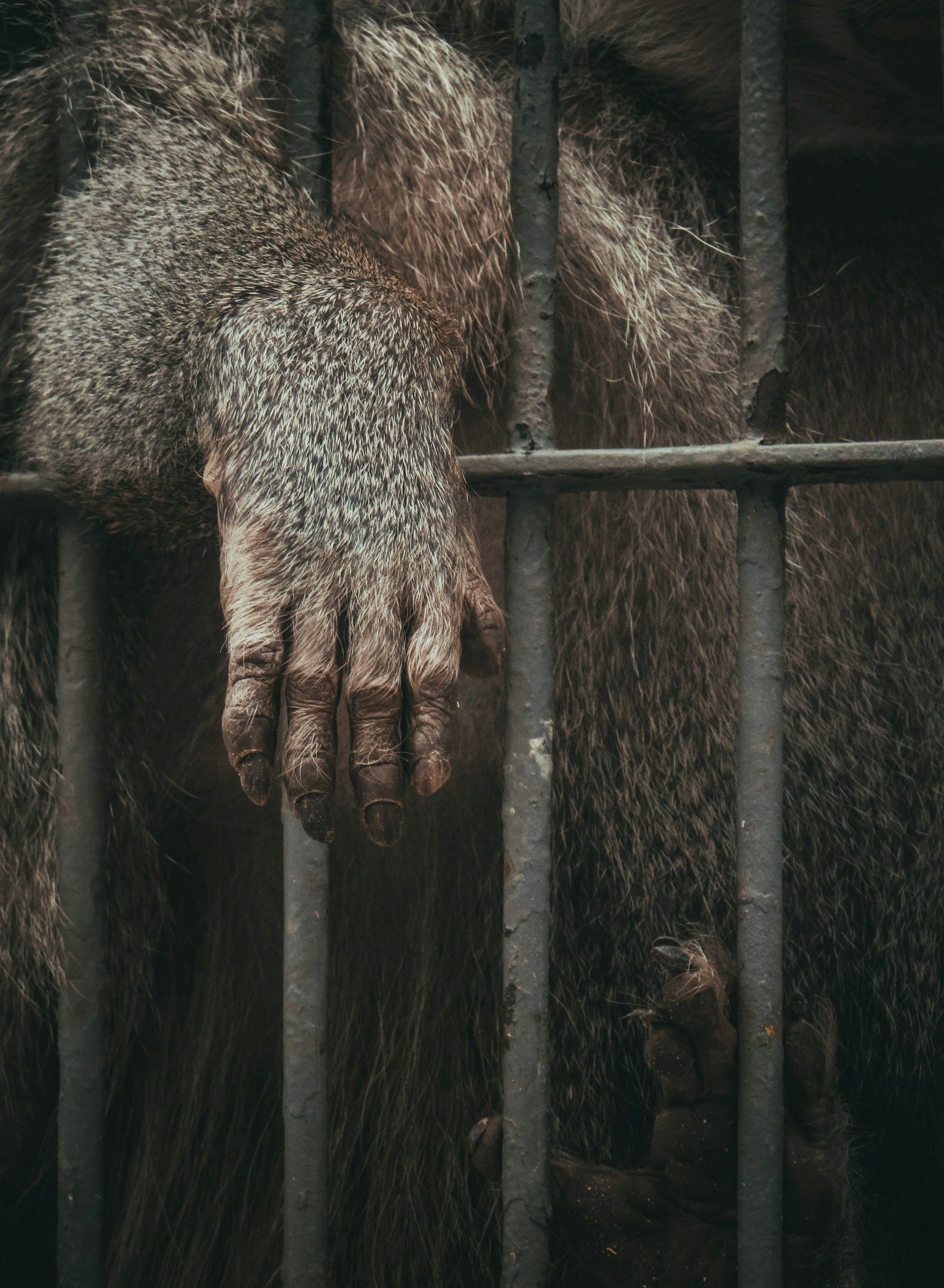 Editorial: Warum der Internationale Tag zur Abschaffung der Tierversuche zum Umdenken einlädt