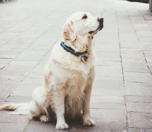 Haustierhaltung in Europa: Sauberkeitspflichten für Hundebesitzer in Frankreich, Deutschland und Spanien Hundehaltung