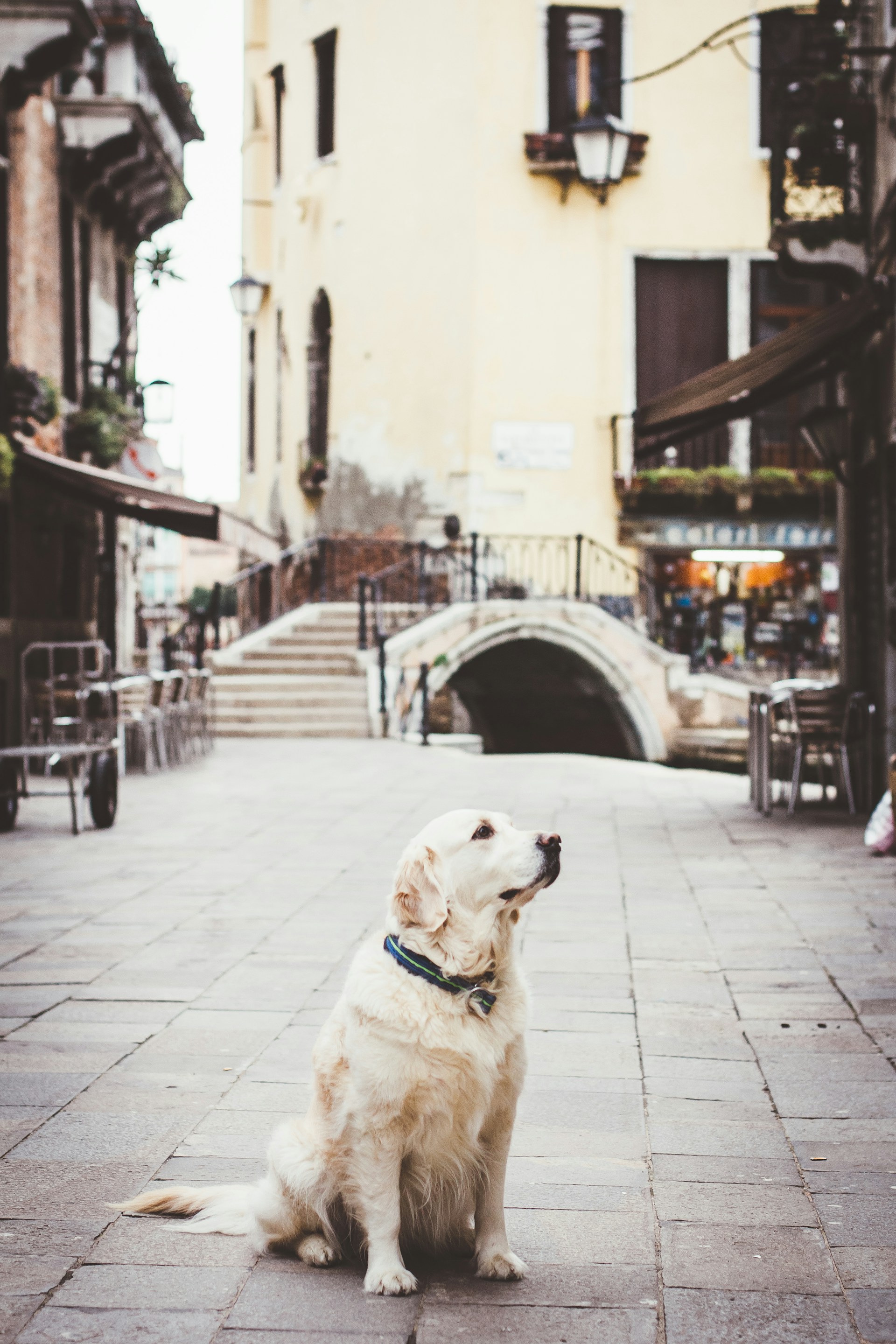 Haustierhaltung in Europa: Sauberkeitspflichten für Hundebesitzer in Frankreich, Deutschland und Spanien