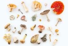 Pilze in Gefahr: Frankreichs unsichtbare Biodiversitätskrise Pilze