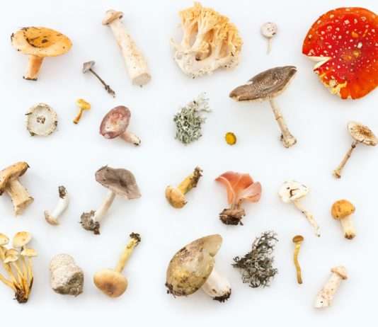 Pilze in Gefahr: Frankreichs unsichtbare Biodiversitätskrise Pilze