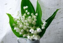 Maiglöckchen pflücken mit Maß: Warum eine geliebte Tradition Regeln braucht Maiglöckchen