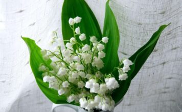 Frankreich lockert Ladenöffnungsregeln am 1. Mai: Handwerk zwischen Tradition und Pragmatismus Maiglöckchen