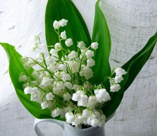 Maiglöckchen pflücken mit Maß: Warum eine geliebte Tradition Regeln braucht Maiglöckchen