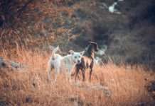 Kontroverse Entscheidung im Aveyron: Präfektur erlaubt das Töten streunender Hunde Streunende_Hunde