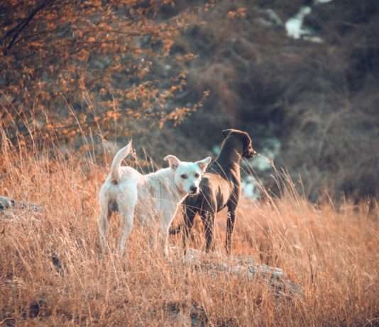 Kontroverse Entscheidung im Aveyron: Präfektur erlaubt das Töten streunender Hunde Streunende_Hunde