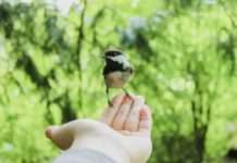 Prozessionsspinnerraupen: Meisen sind die Lösung zur Bekämpfung ihrer Verbreitung Meise