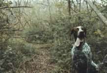 Vorsicht beim Waldspaziergang: Leinenpflicht für Hunde Hund_Wald