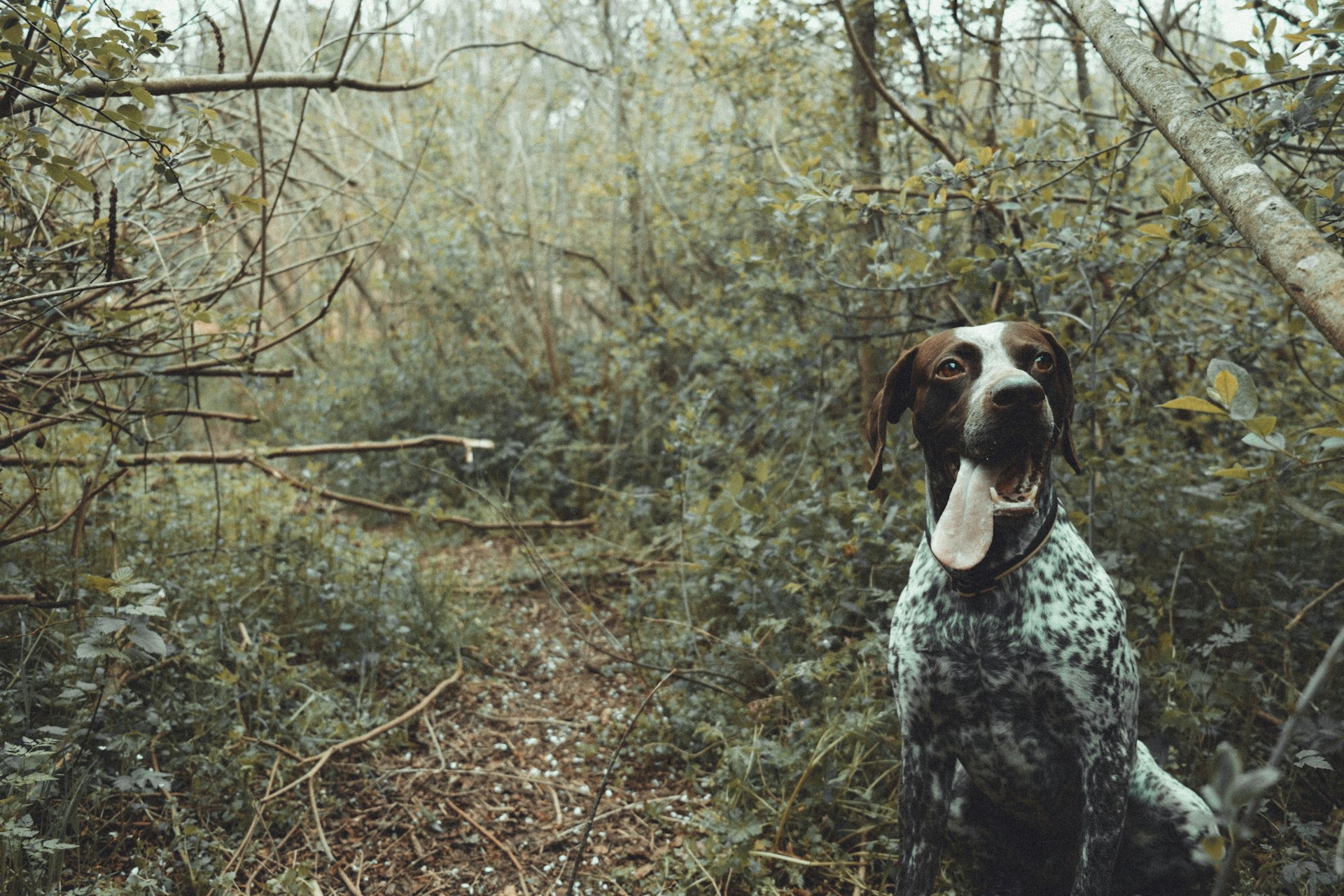 Vorsicht beim Waldspaziergang: Leinenpflicht für Hunde