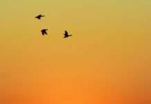 Saharasand über Frankreich – faszinierendes Phänomen mit gesundheitlichen Risiken Saharasand_Atmosphäre