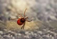 Die Riesenzecke in Okzitanien: Grund zur Sorge? Zecke