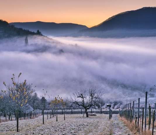 Frostgefahr zwingt Winzer zur Anpassung Weinberg_Frost