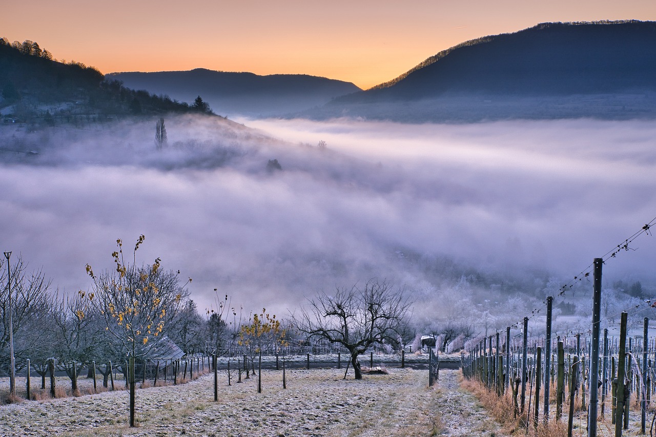 Frostgefahr zwingt Winzer zur Anpassung
